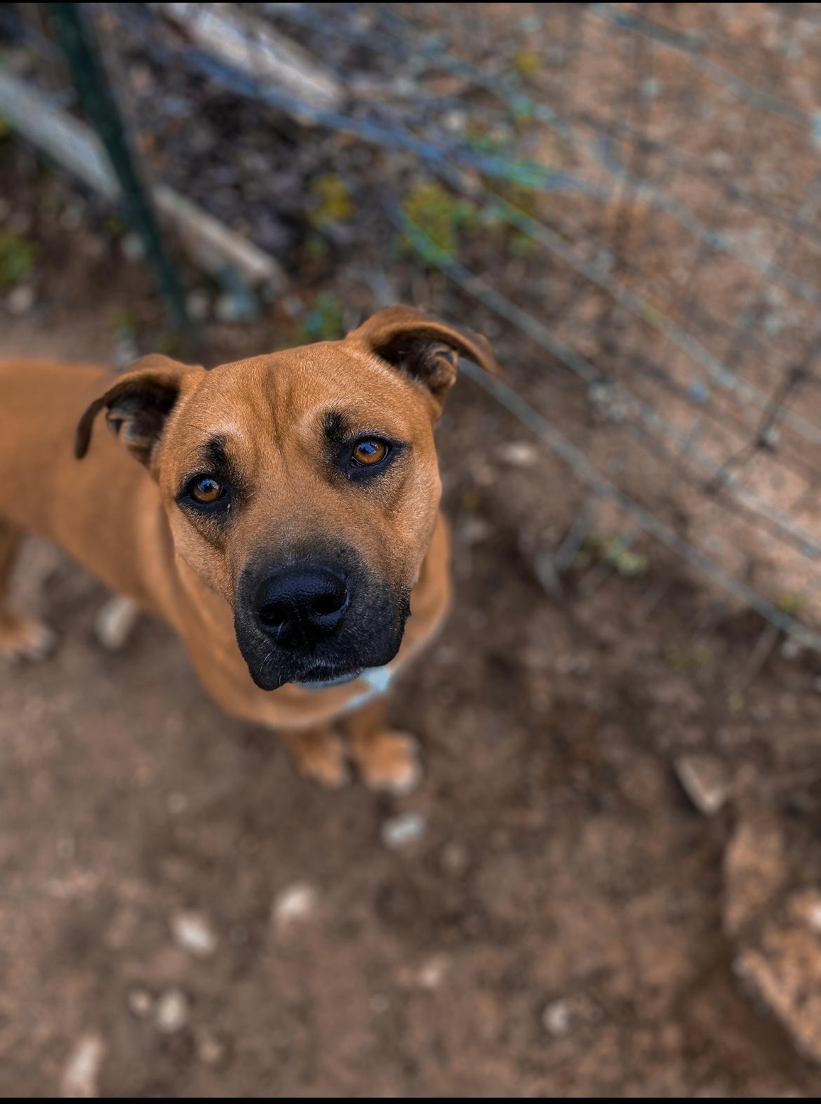 Prince, a Adoptable mixed breed in Junction City, KY image 5/6