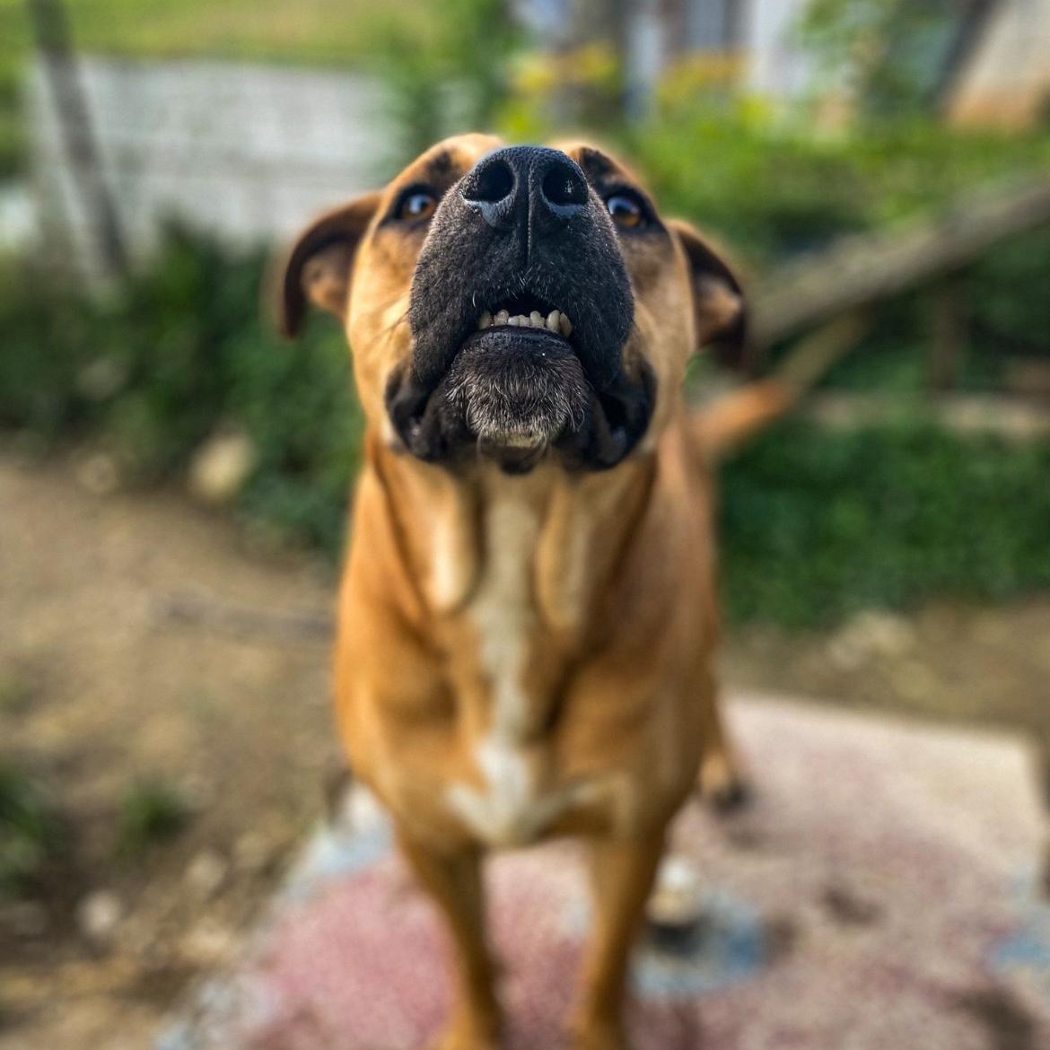 Prince, a Adoptable mixed breed in Junction City, KY image 1/6