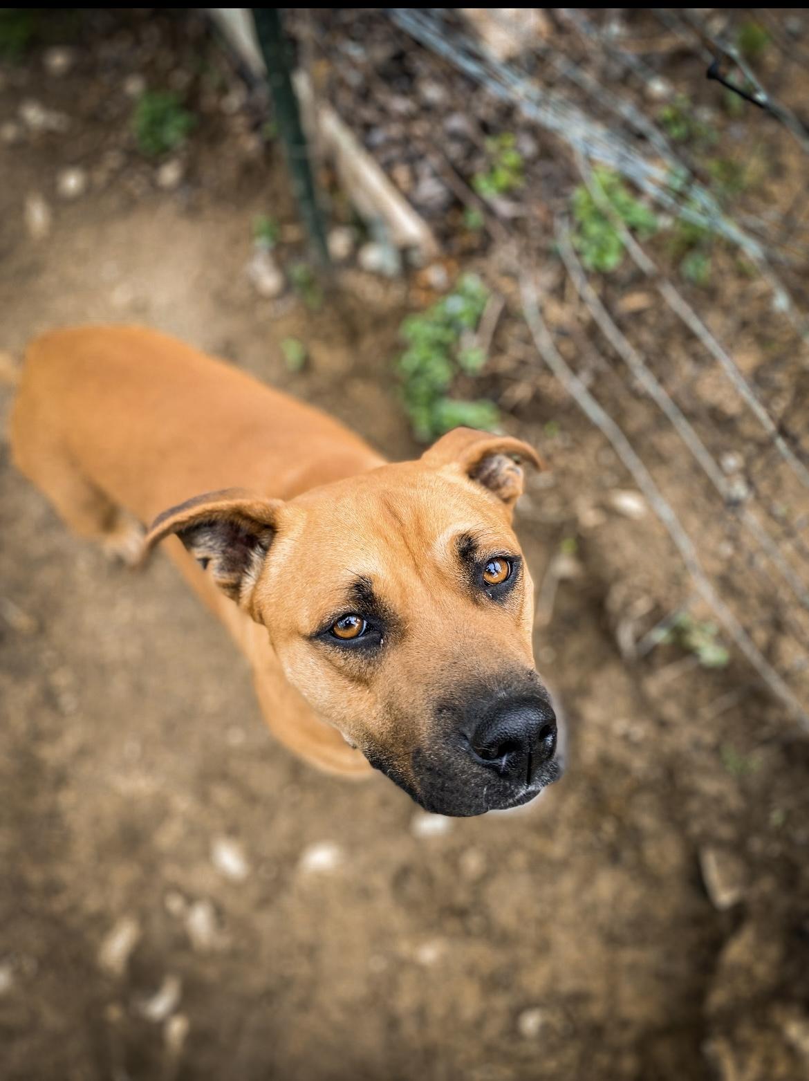 Prince, a Adoptable mixed breed in Junction City, KY image 6/6