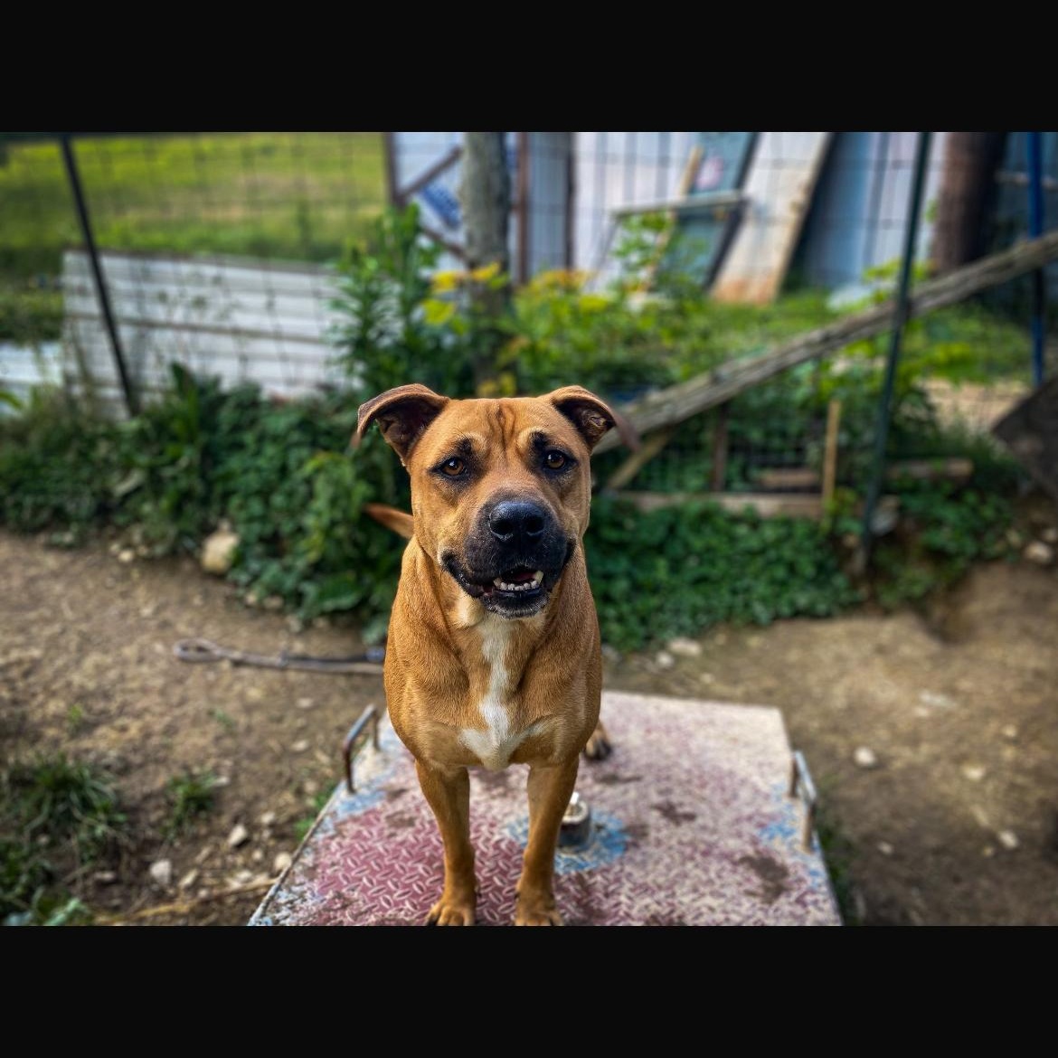 Prince, Adult Male Black Mouth Cur