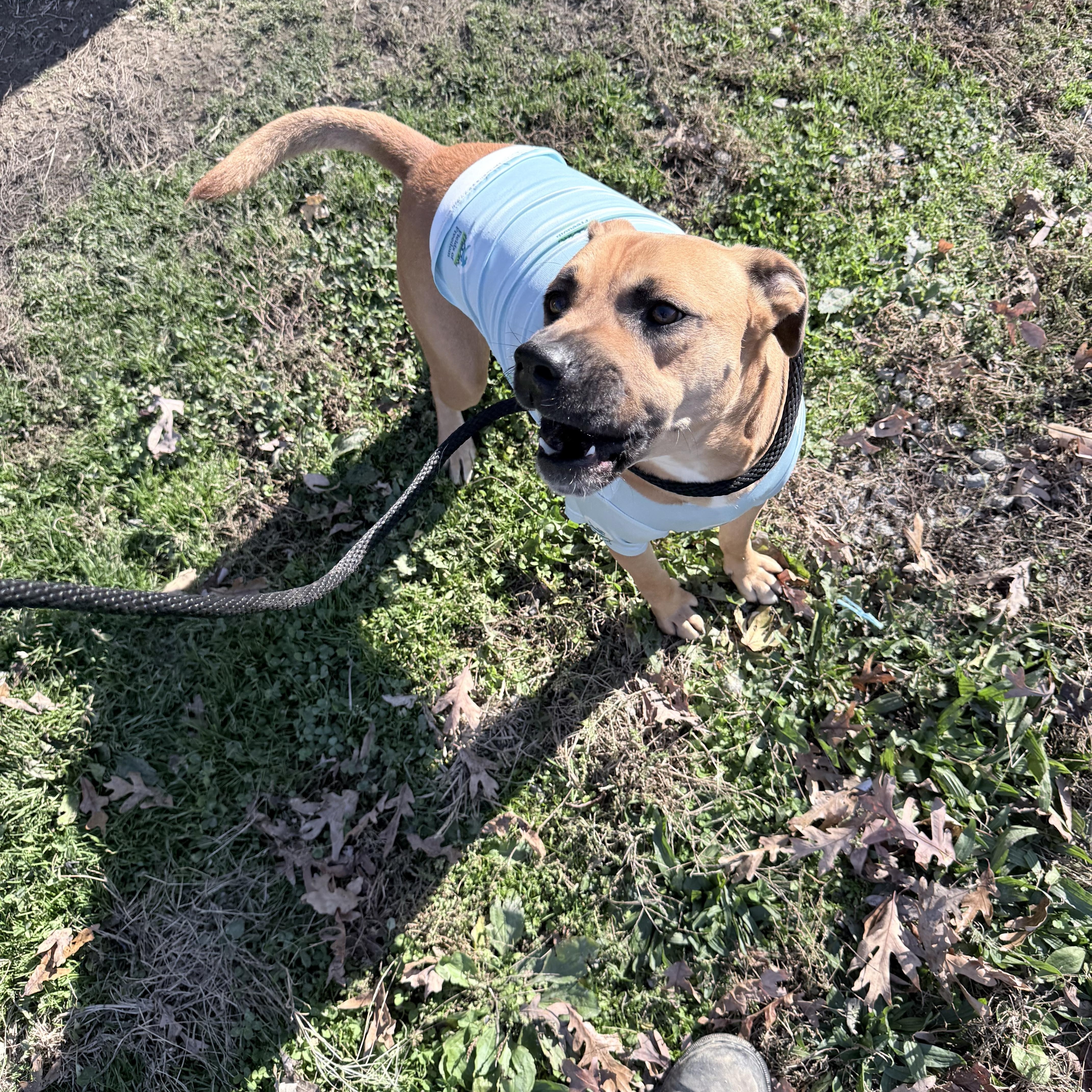 Prince, a Adoptable mixed breed in Junction City, KY image 2/6