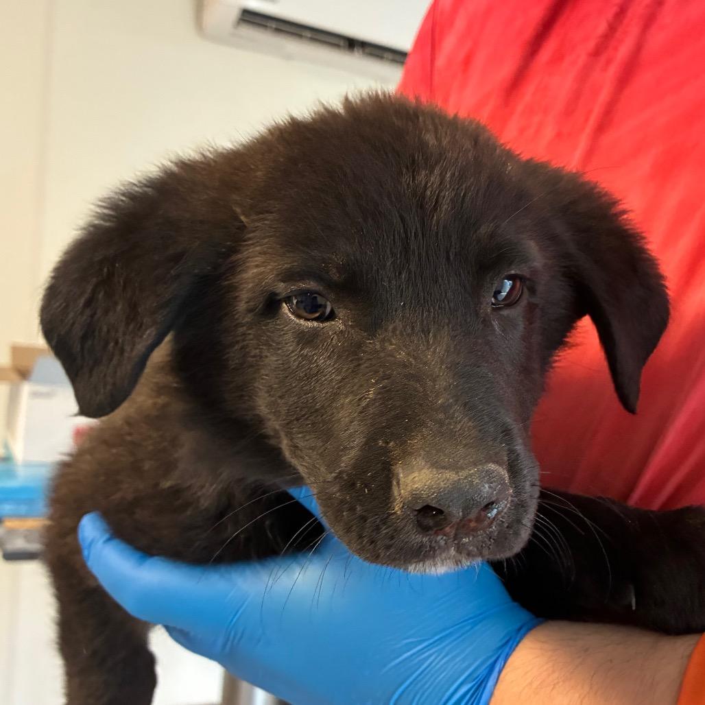 Enlarge Dr. Langdon, a Adoptable mixed breed in Hattiesburg, MS image 1/6