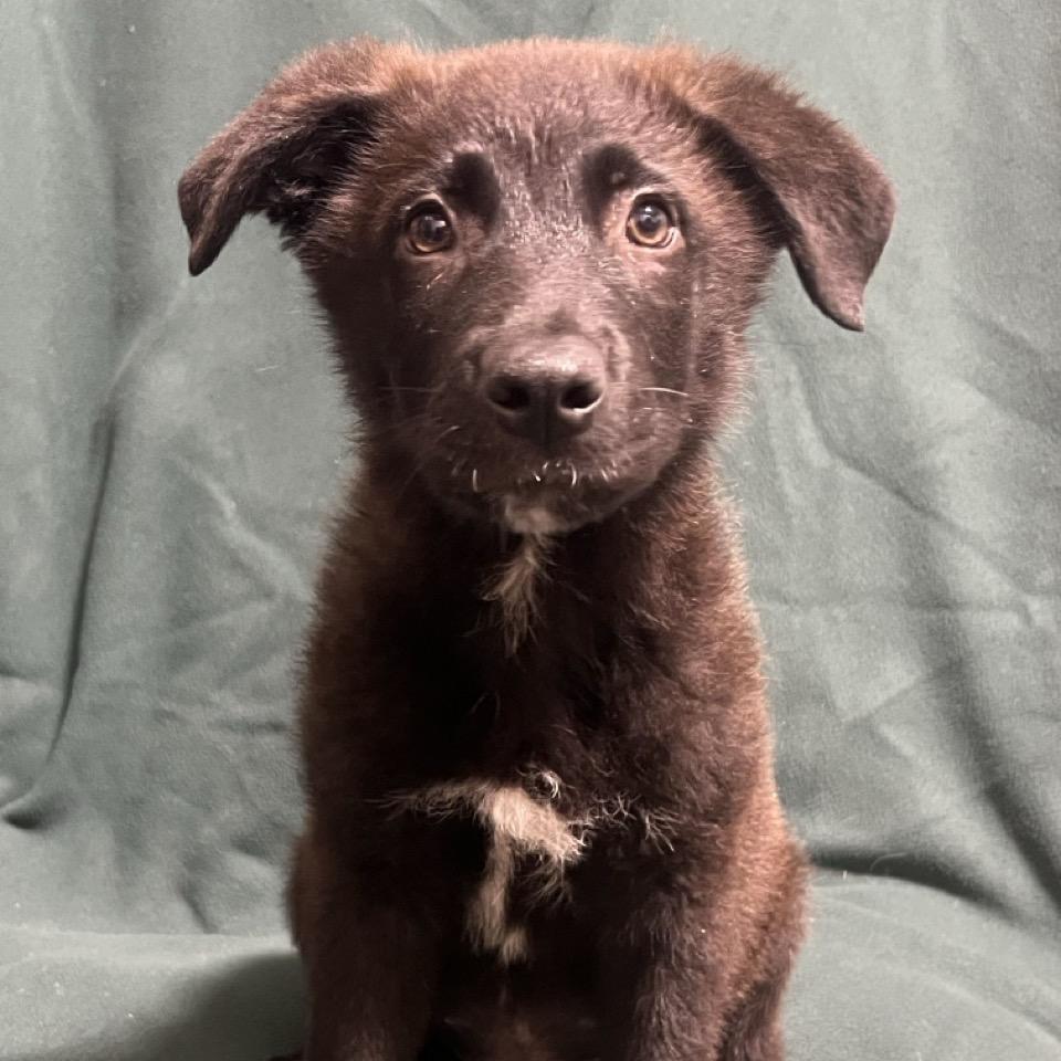 Enlarge Dr. Langdon, a Adoptable mixed breed in Hattiesburg, MS image 2/6