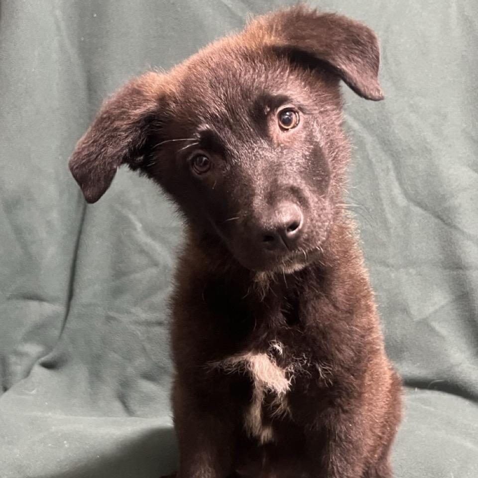 Enlarge Dr. Langdon, a Adoptable mixed breed in Hattiesburg, MS image 3/6