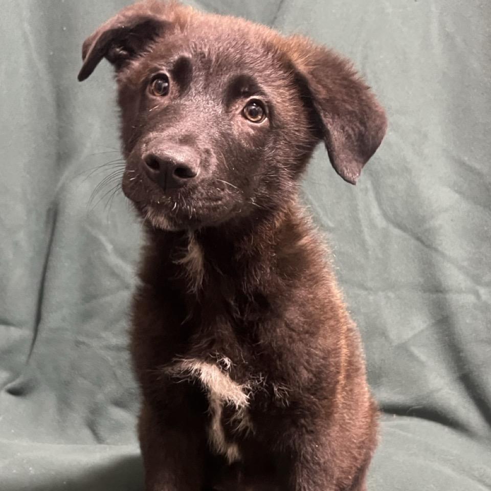 Enlarge Dr. Langdon, a Adoptable mixed breed in Hattiesburg, MS image 4/6