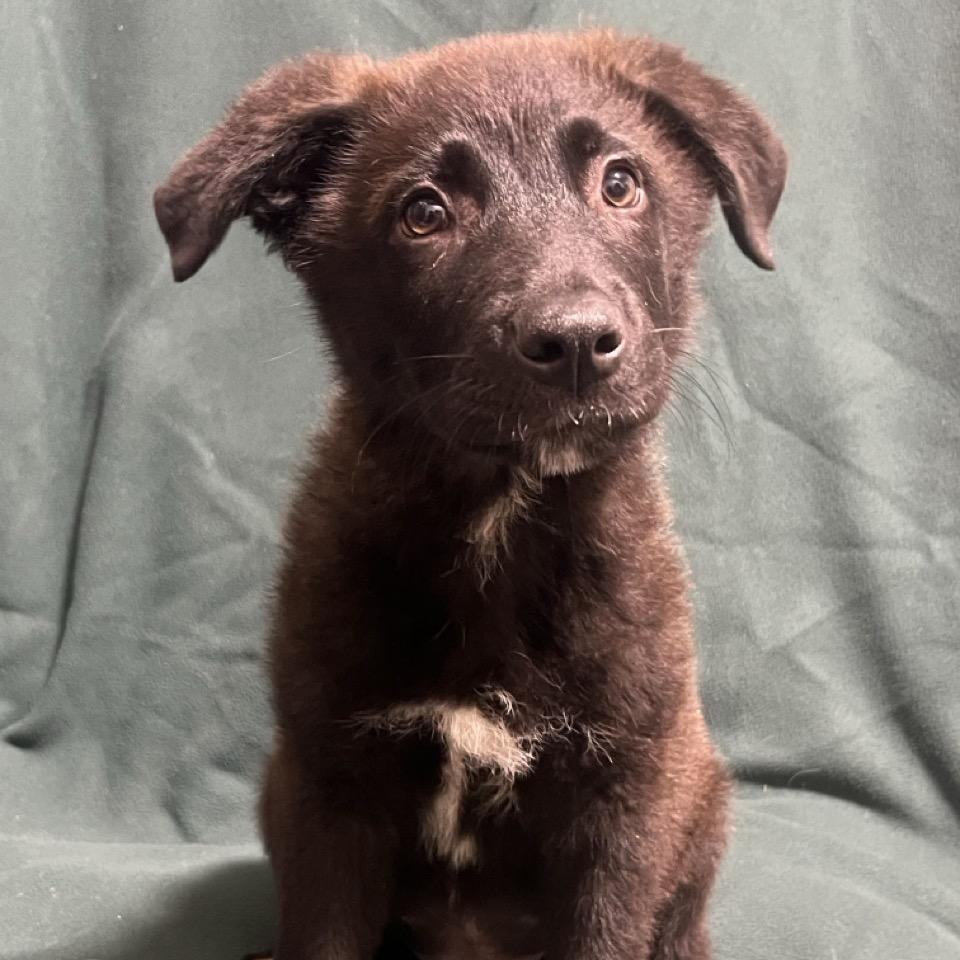 Enlarge Dr. Langdon, a Adoptable mixed breed in Hattiesburg, MS image 5/6