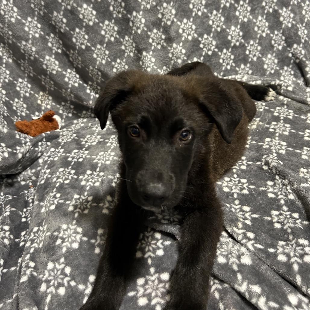 Enlarge Dr. Langdon, a Adoptable mixed breed in Hattiesburg, MS image 6/6