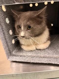 Astor, Adoptable, Adult Male Domestic Medium Hair & Domestic Short Hair.