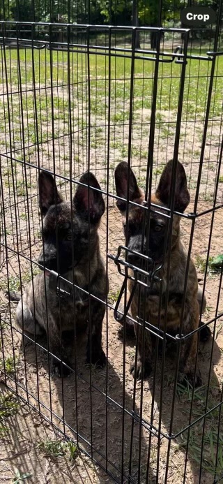 Alisha, Adopted, Puppy Female Dutch Shepherd.