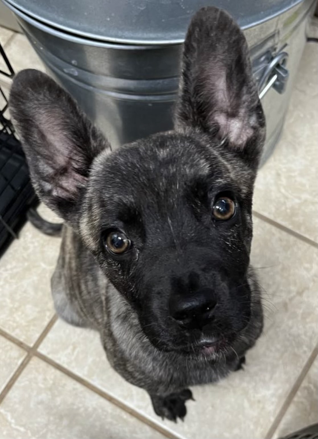 Enlarge Alisha, a Adopted mixed breed in Falls Church, VA image 2/3