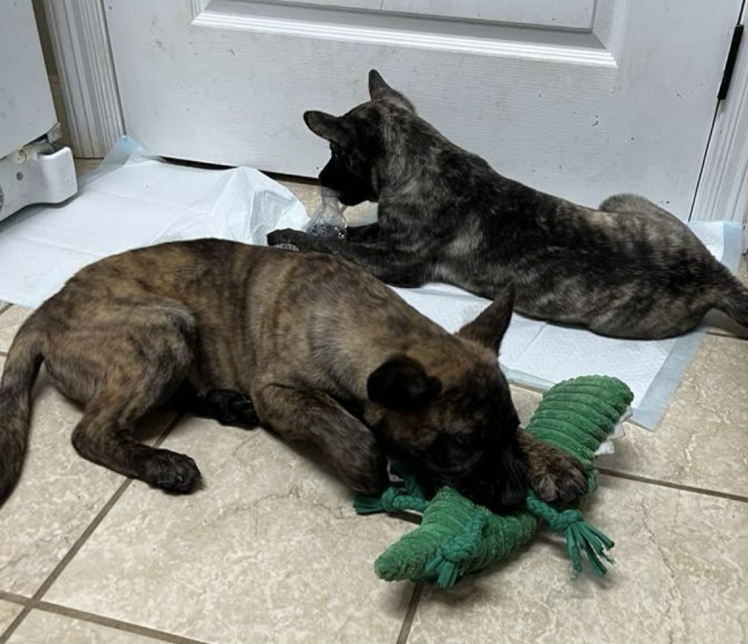 Enlarge Alisha, a Adopted mixed breed in Falls Church, VA image 3/3