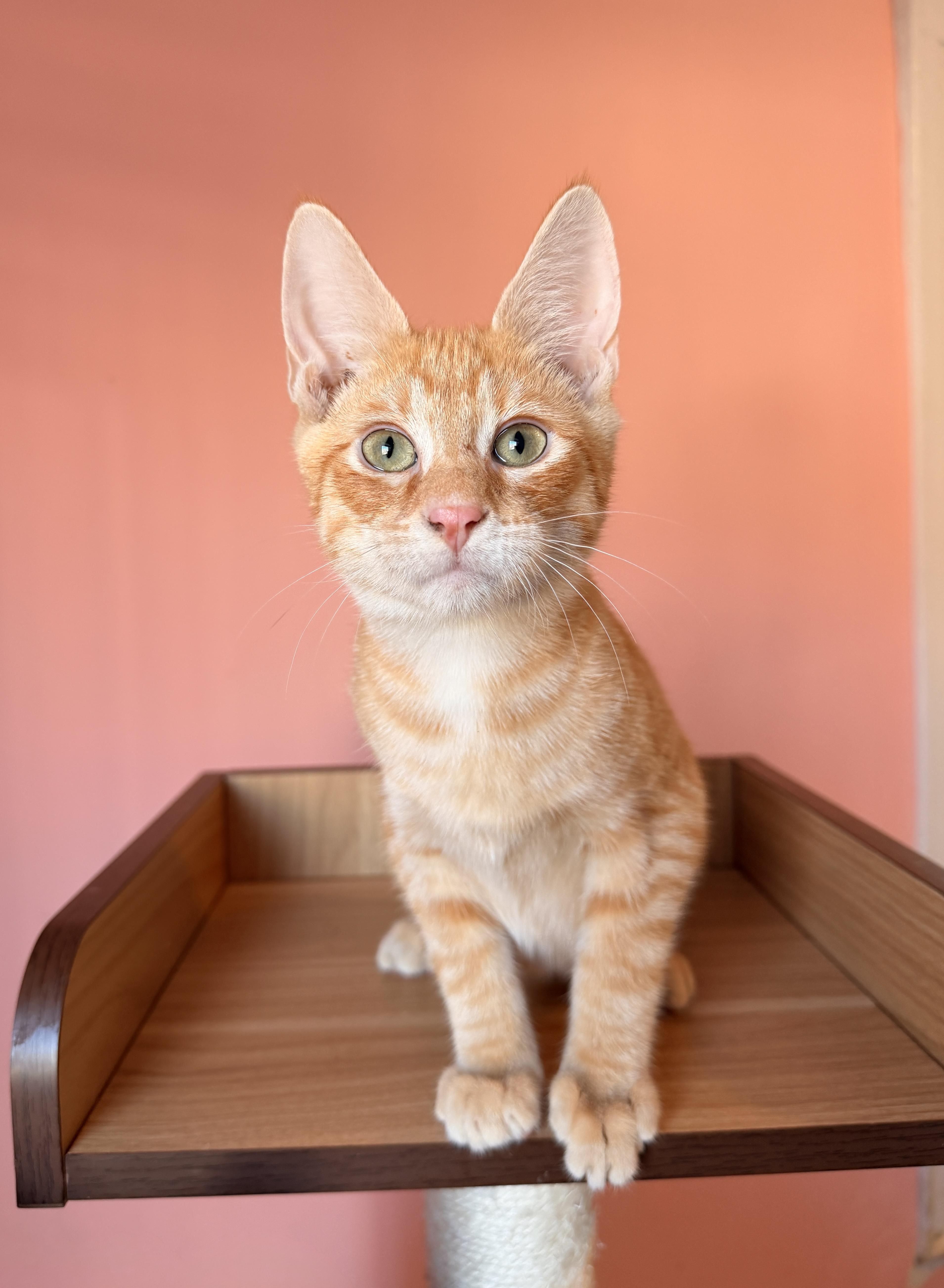 Enlarge SIMON, an adoptable Tabby in New York, NY image 1/1