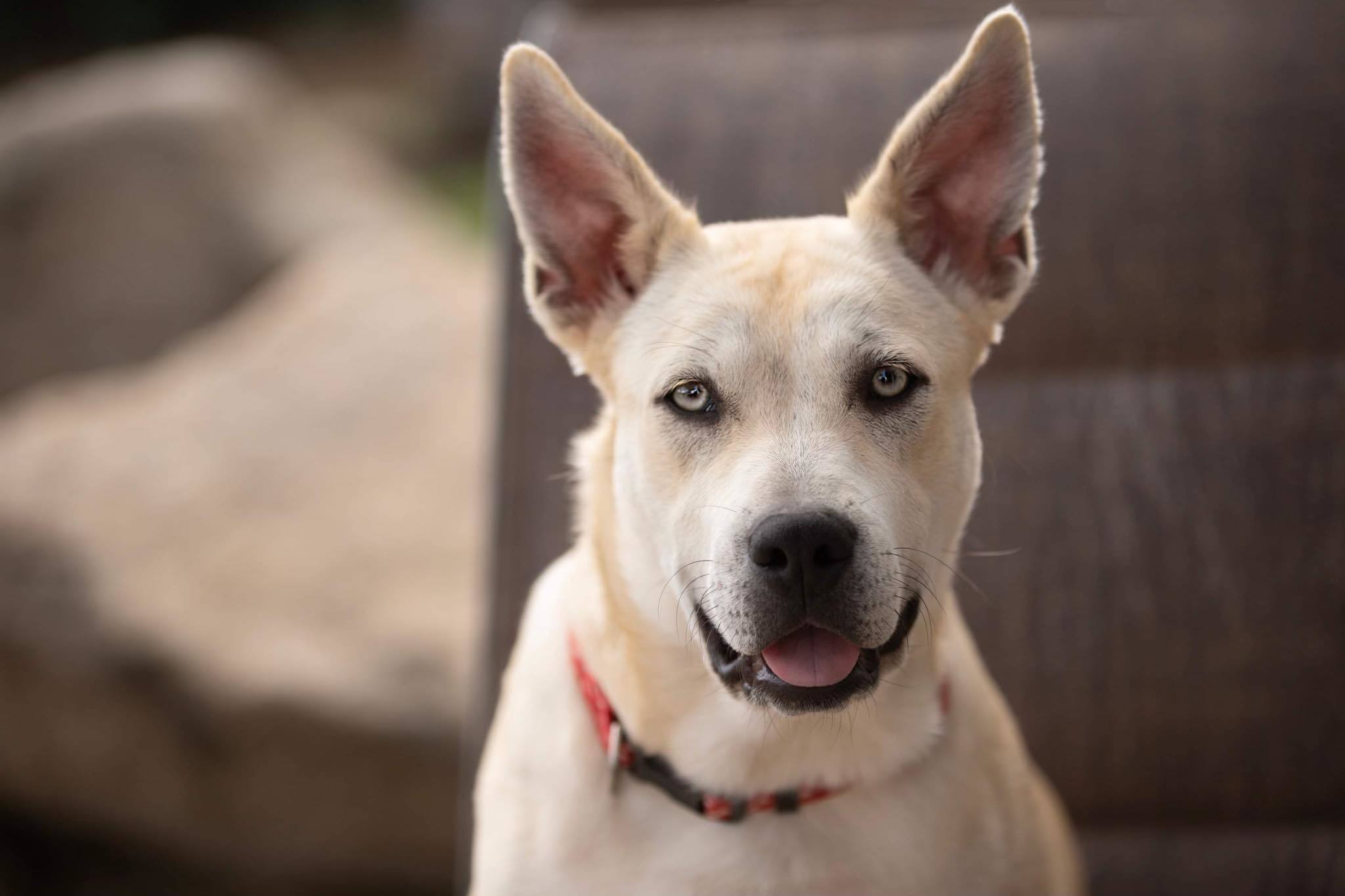 Bea, an adopted mixed breed in Huntington Beach, CA image 2/6