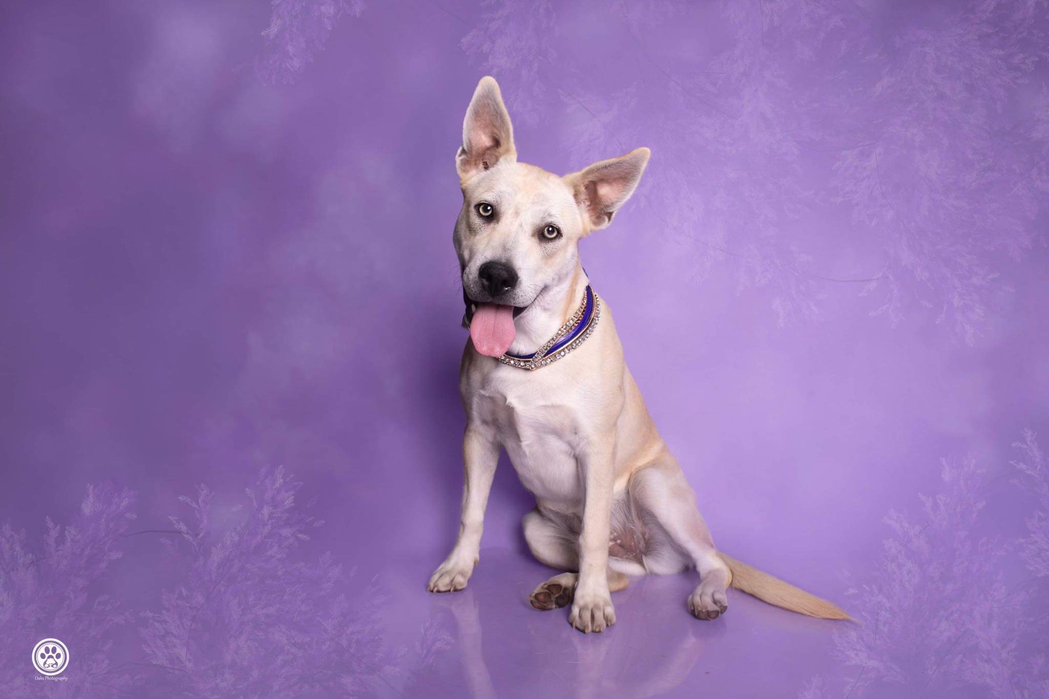 Bea, an adopted mixed breed in Huntington Beach, CA image 3/6