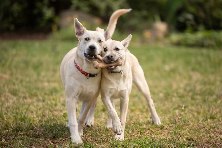 Bea, an adopted mixed breed in Huntington Beach, CA image 6/6