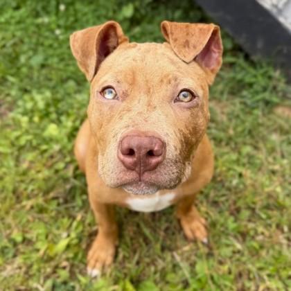 Enlarge Feargus, an adoptable mixed breed in Phoenixville, PA image 4/6