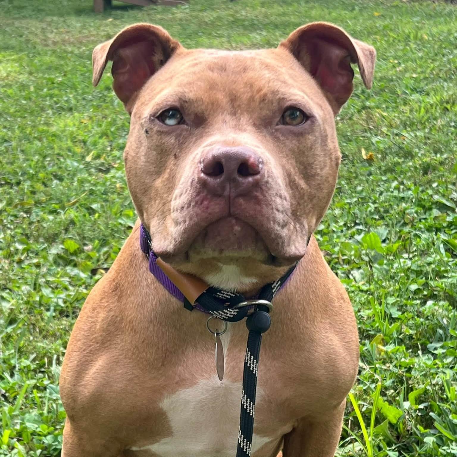 Enlarge Feargus, a Adoptable mixed breed in Phoenixville, PA image 6/6