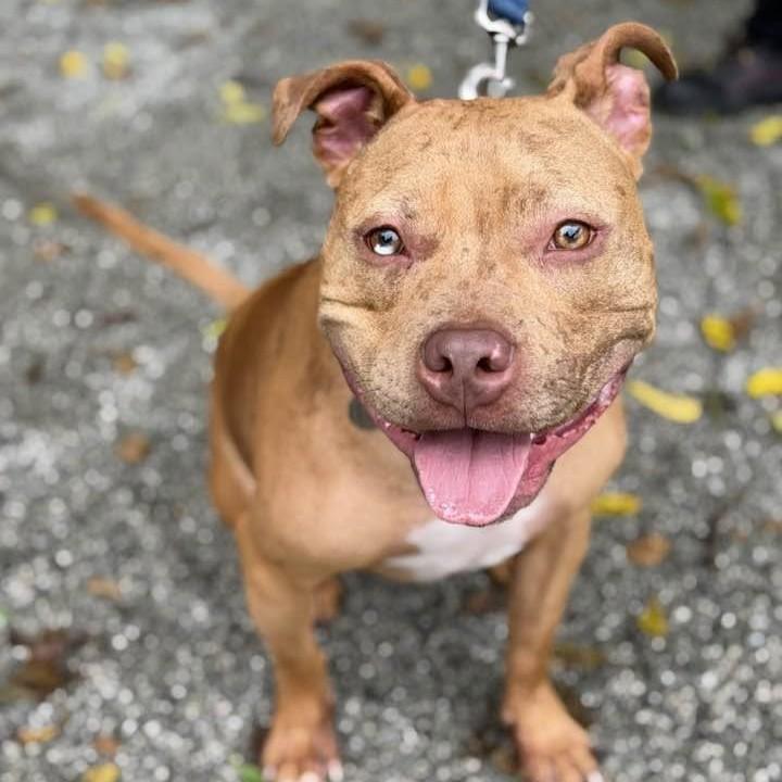 Enlarge Feargus, an adoptable mixed breed in Phoenixville, PA image 1/6