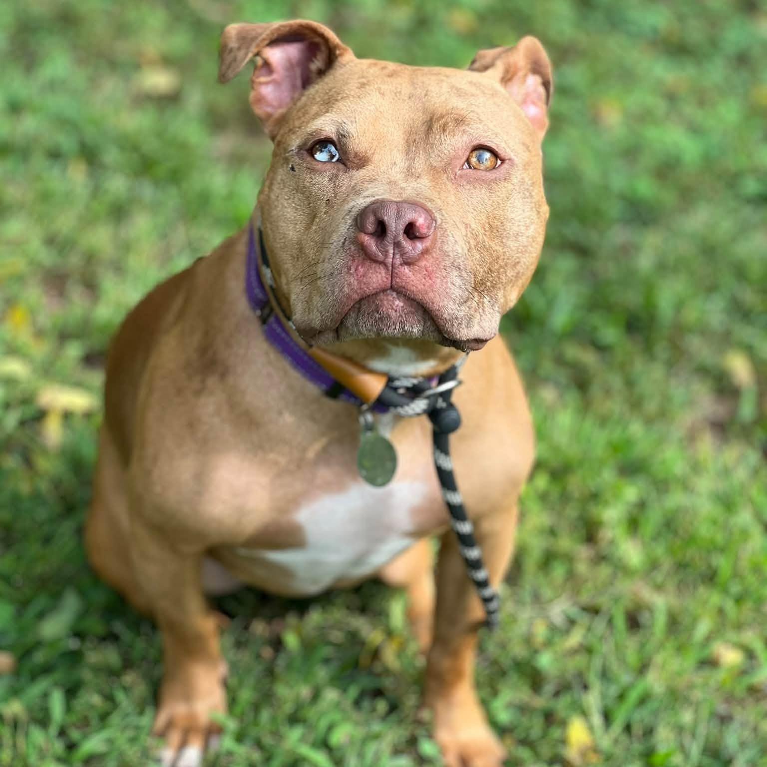 Enlarge Feargus, a Adoptable mixed breed in Phoenixville, PA image 2/6
