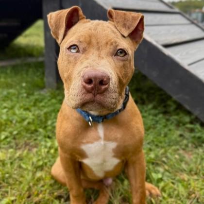 Enlarge Feargus, an adoptable mixed breed in Phoenixville, PA image 5/6