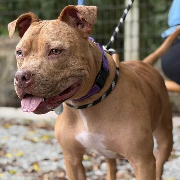 Enlarge Feargus, an adoptable mixed breed in Phoenixville, PA image 2/6