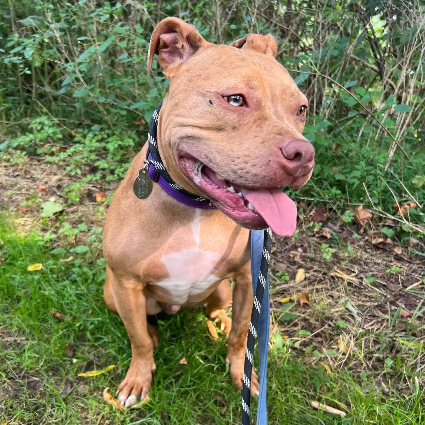 Enlarge Feargus, a Adoptable mixed breed in Phoenixville, PA image 3/6