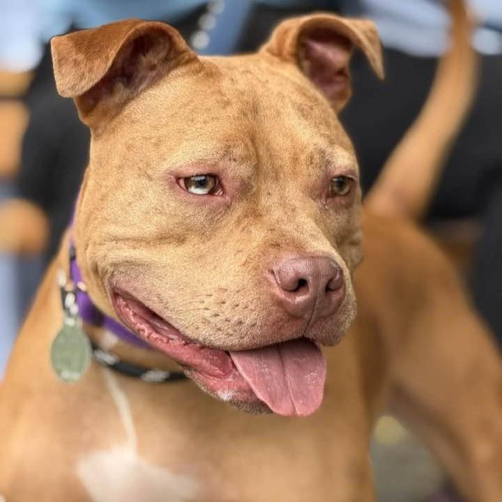 Enlarge Feargus, an adoptable mixed breed in Phoenixville, PA image 3/6