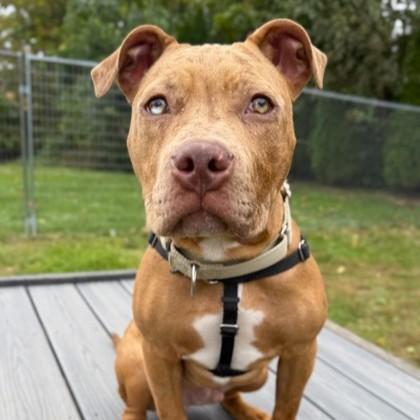 Enlarge Feargus, an adoptable mixed breed in Phoenixville, PA image 6/6