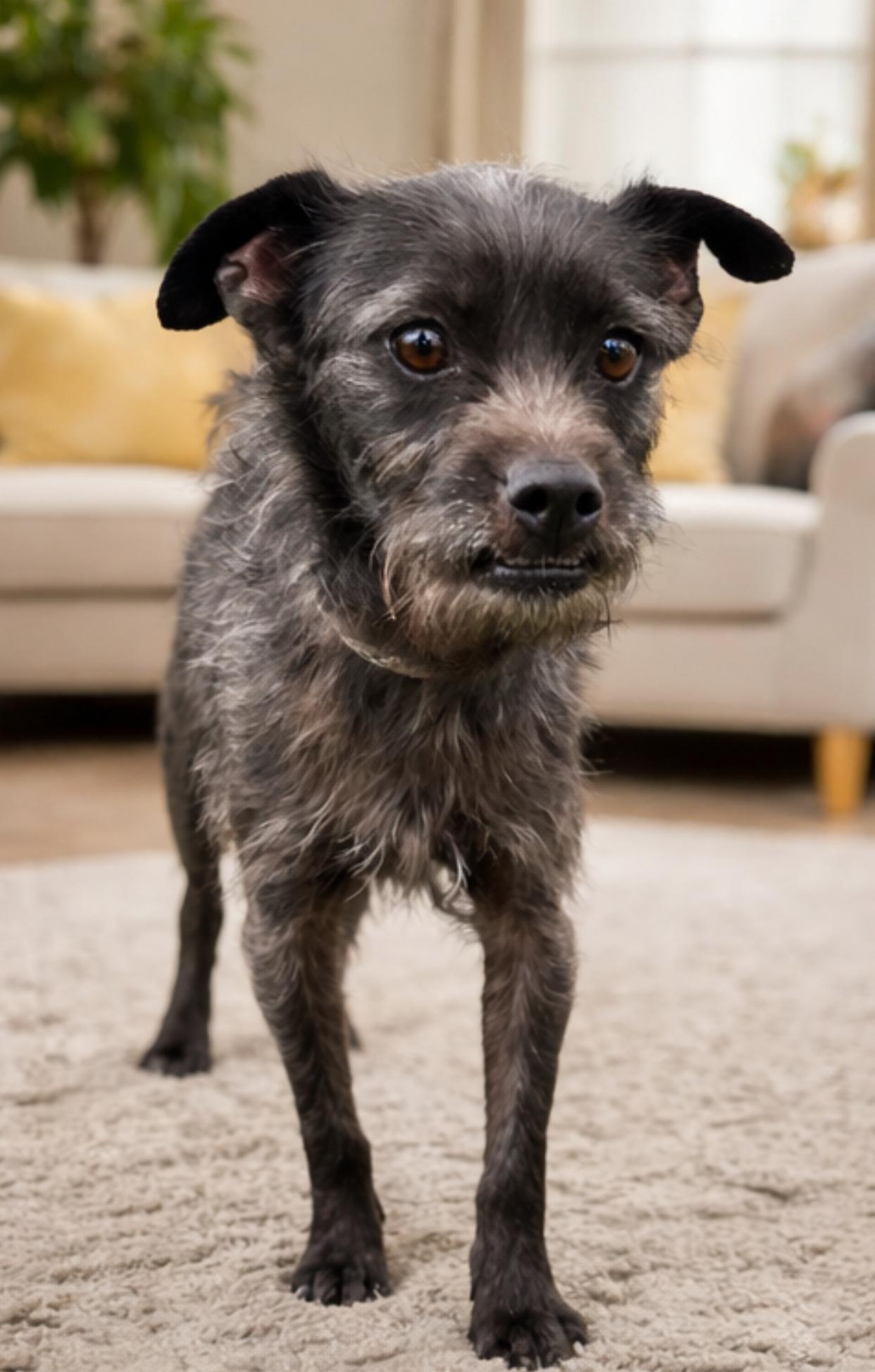 Enlarge Jet "Choco", a Adoptable mixed breed in Coachella, CA image 1/1