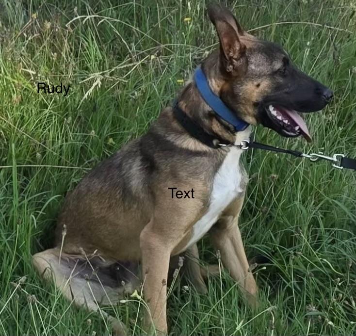 Rudi, ADOPTABLE, Young Male German Shepherd Dog & Belgian Shepherd / Malinois.