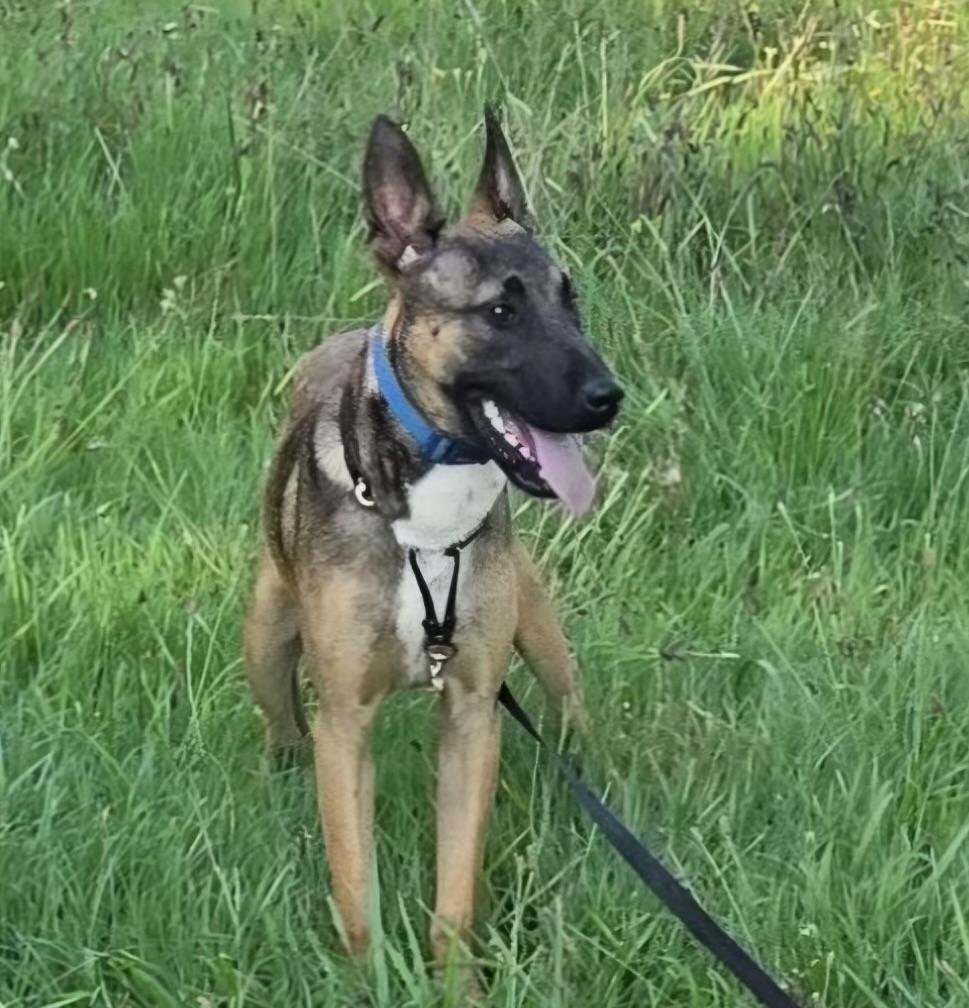 Enlarge Rudi, a ADOPTABLE mixed breed in Rome, GA image 2/3