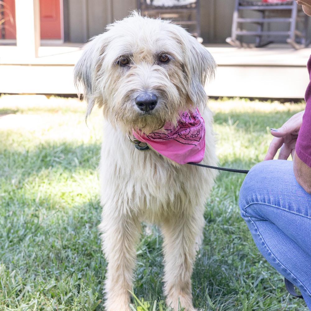 Enlarge Jolene (Female) Available 10/29, a Adopted mixed breed in West Grove, PA image 3/6