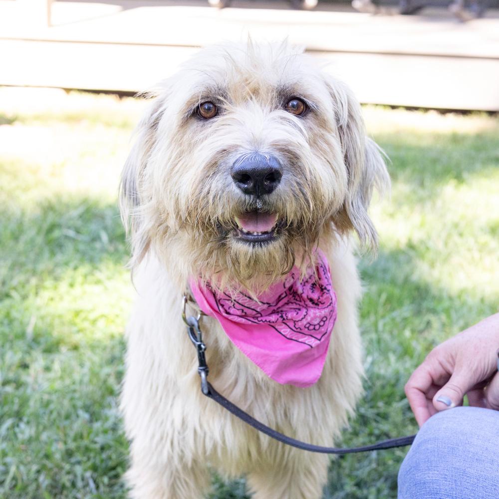 Enlarge Jolene (Female) Available 10/29, a Adopted mixed breed in West Grove, PA image 1/6