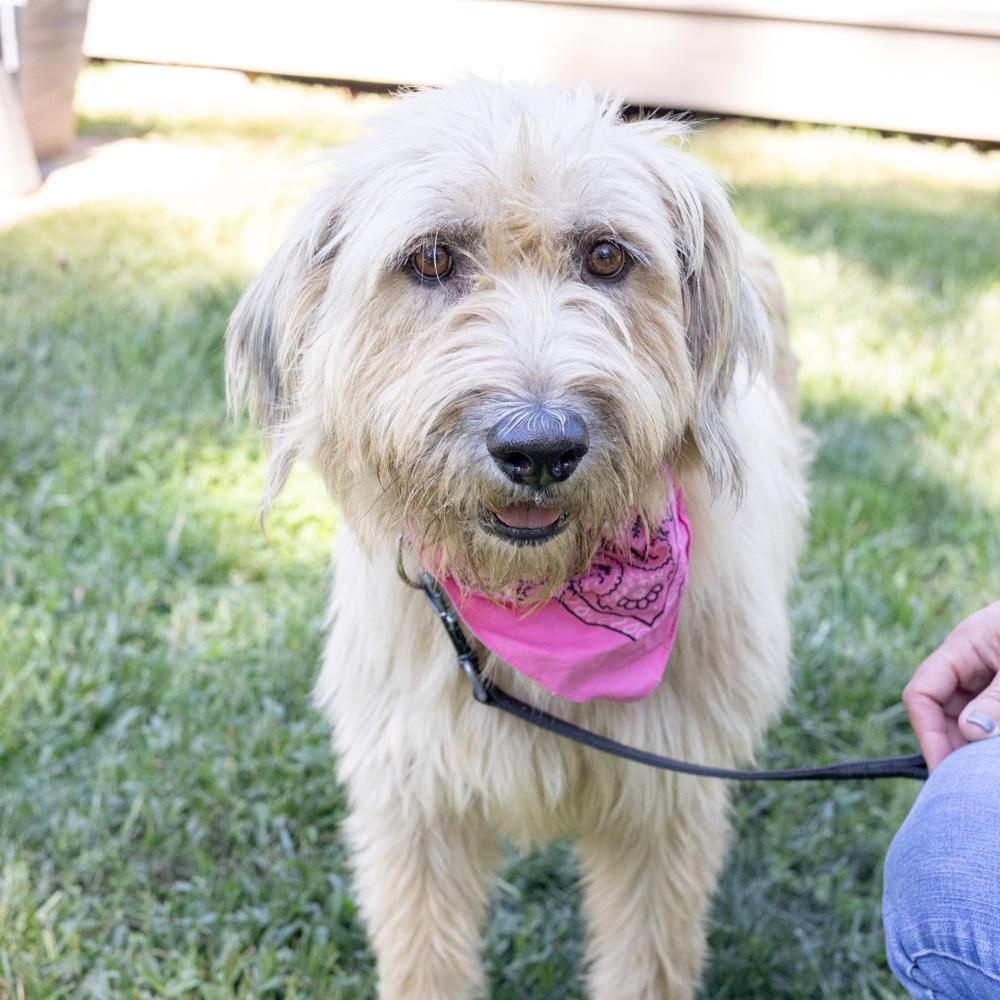 Enlarge Jolene (Female) Available 10/29, a Adopted mixed breed in West Grove, PA image 6/6