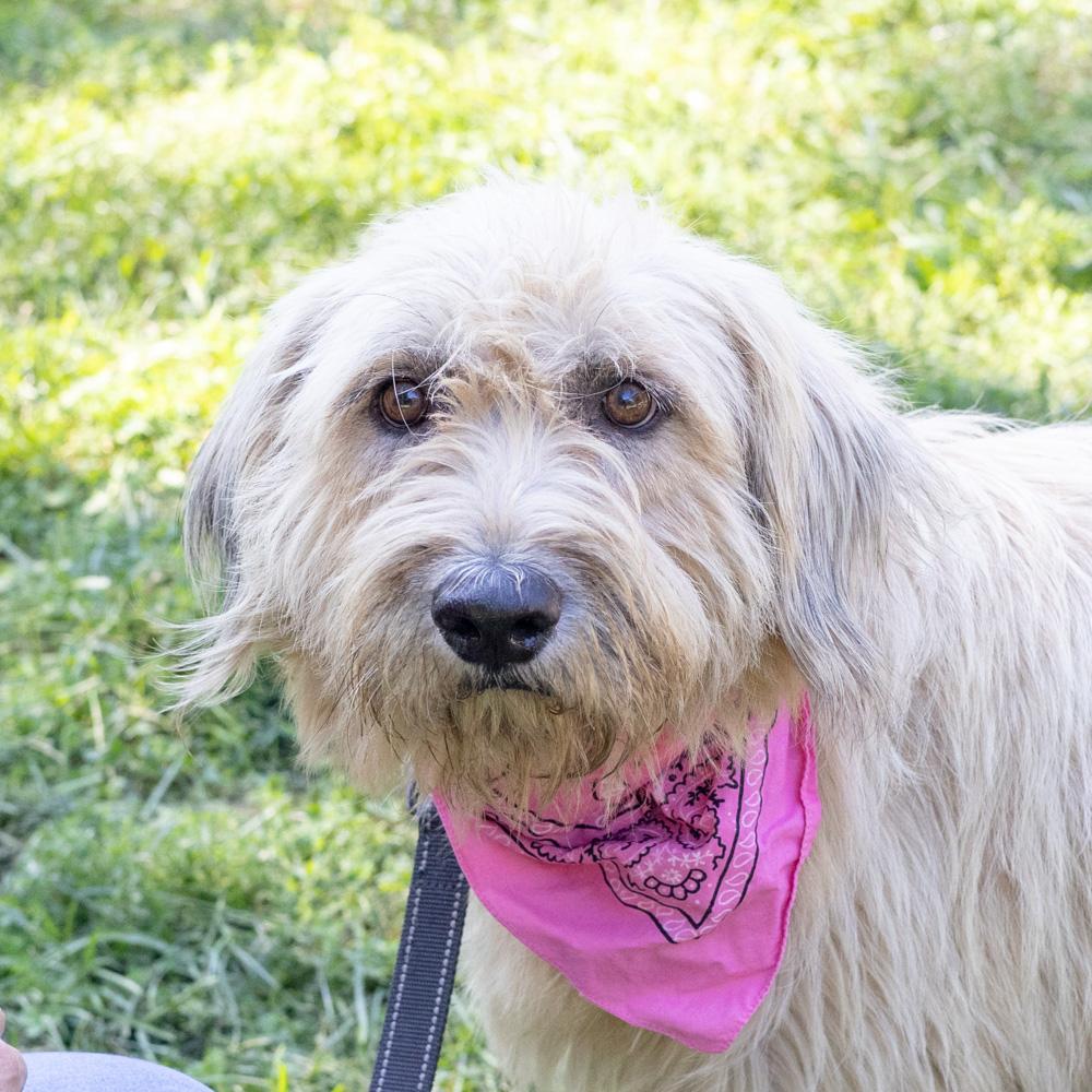 Enlarge Jolene (Female) Available 10/29, a Adopted mixed breed in West Grove, PA image 4/6