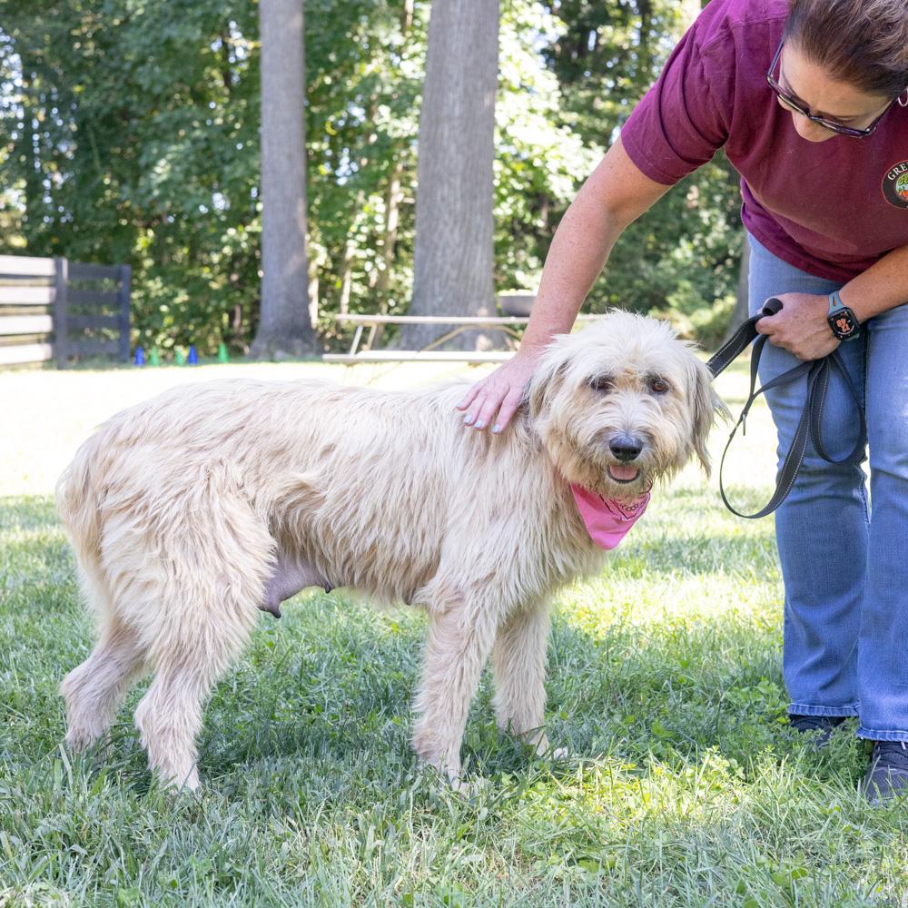 Enlarge Jolene (Female) Available 10/29, a Adopted mixed breed in West Grove, PA image 2/6