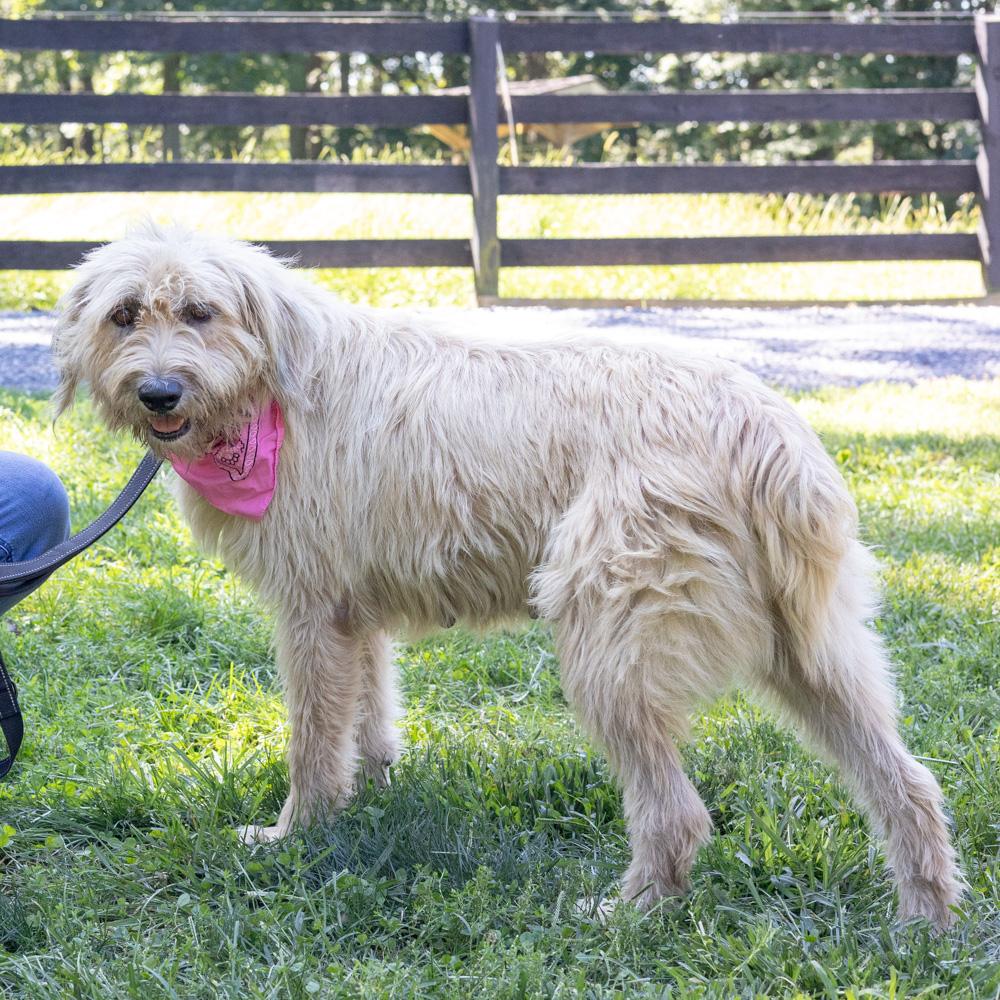 Enlarge Jolene (Female) Available 10/29, a Adopted mixed breed in West Grove, PA image 5/6