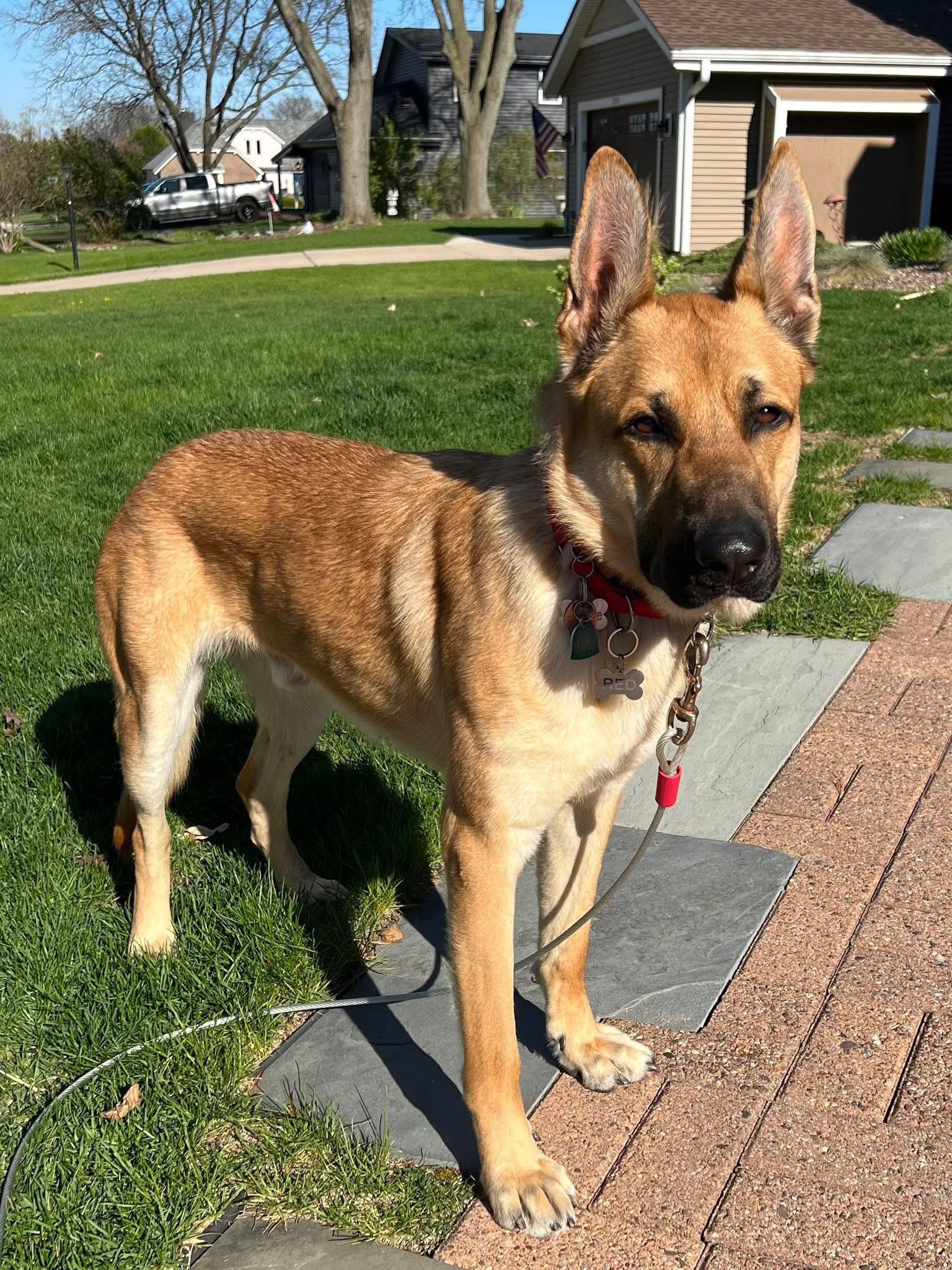 Red, Adoptable, Adult Male German Shepherd Dog.
