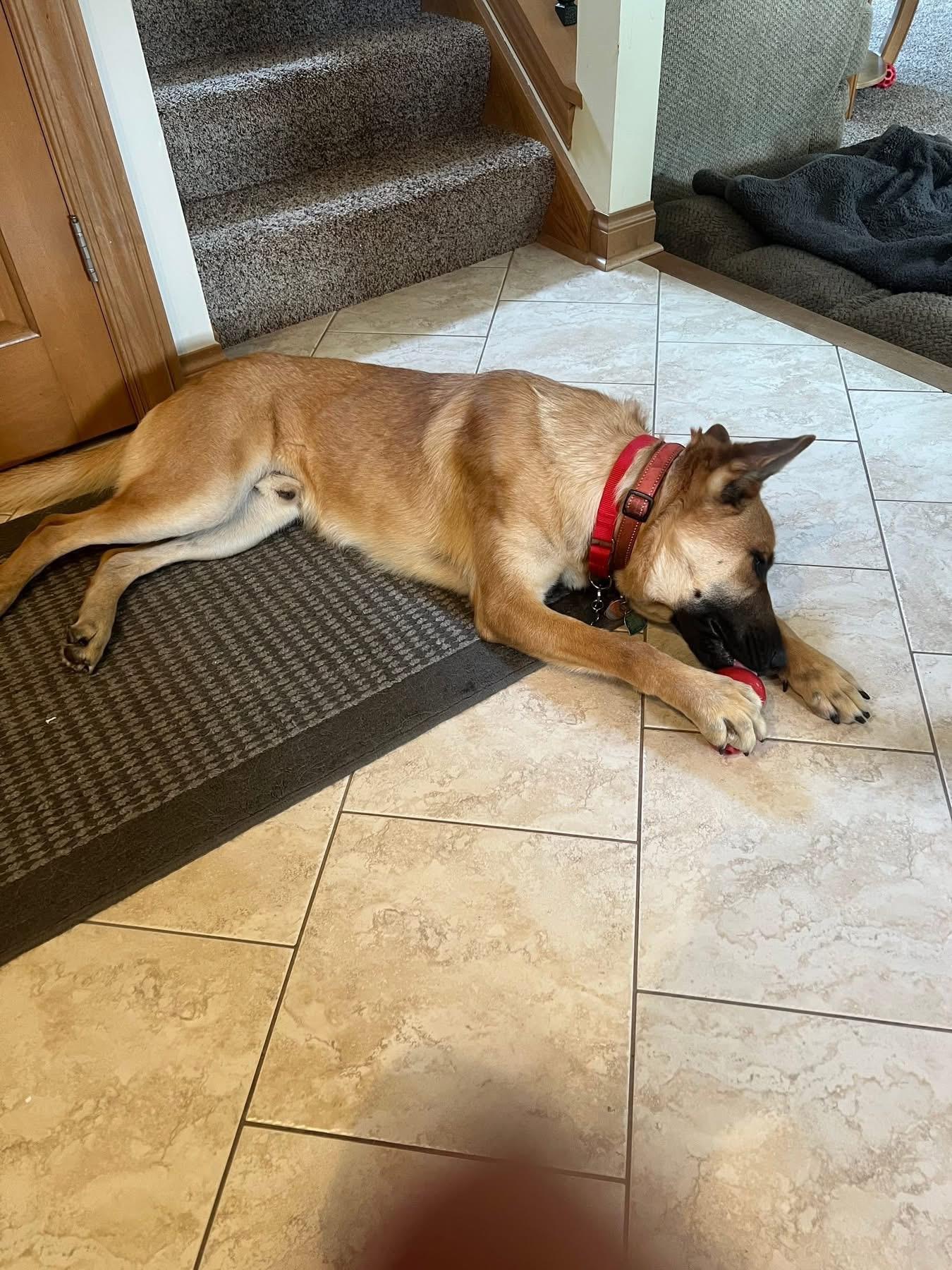 Enlarge Red, a Adoptable mixed breed in Elkhorn, WI image 4/5