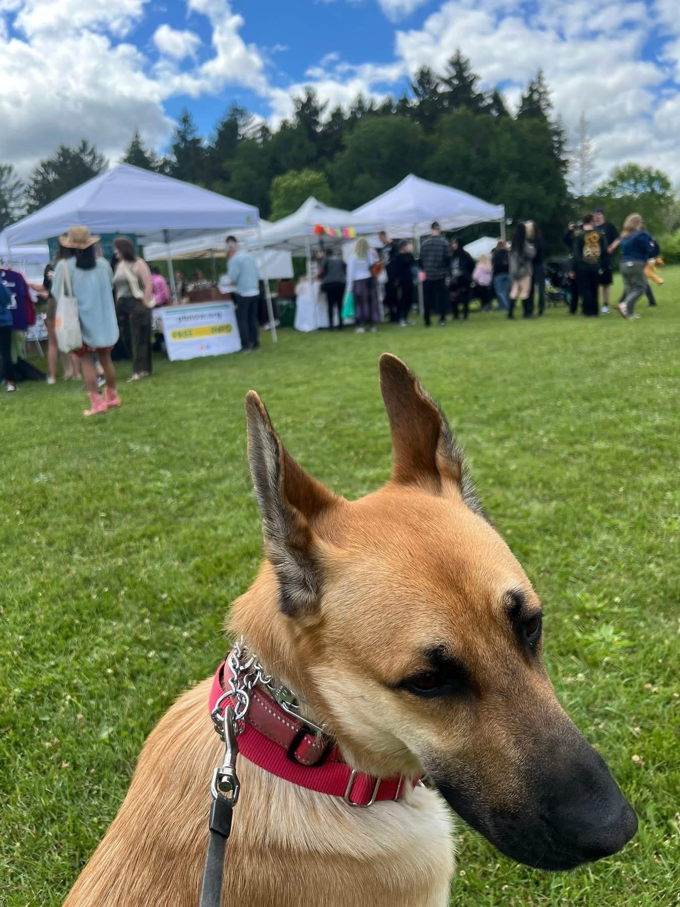Enlarge Red, a Adoptable mixed breed in Elkhorn, WI image 2/5