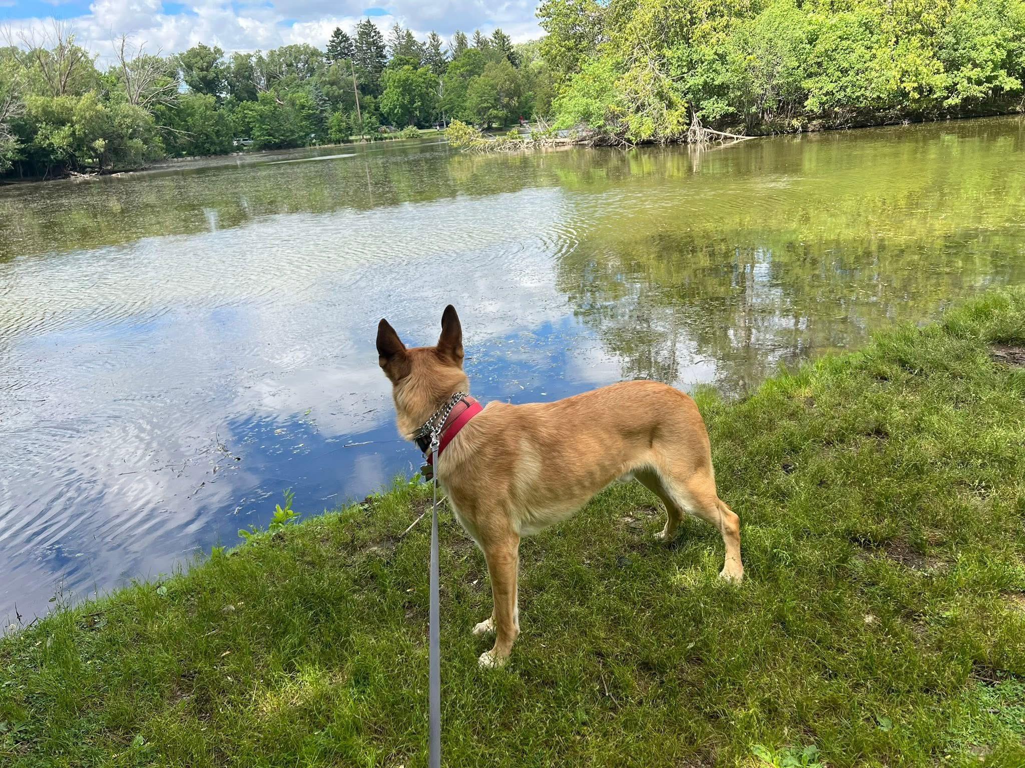Enlarge Red, a Adoptable mixed breed in Elkhorn, WI image 5/5