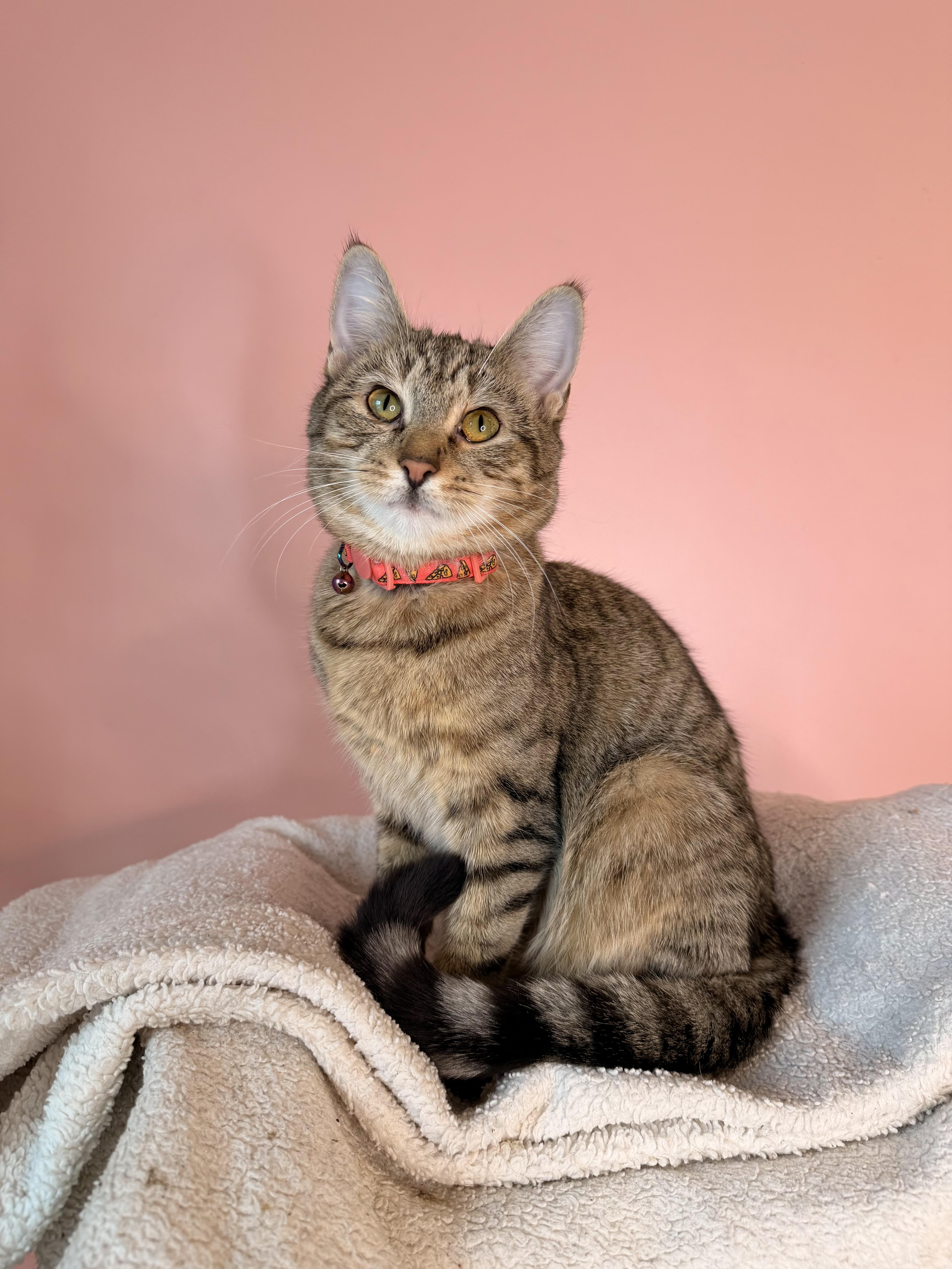 Enlarge TABITHA, a Adoptable Tabby in New York, NY image 1/5