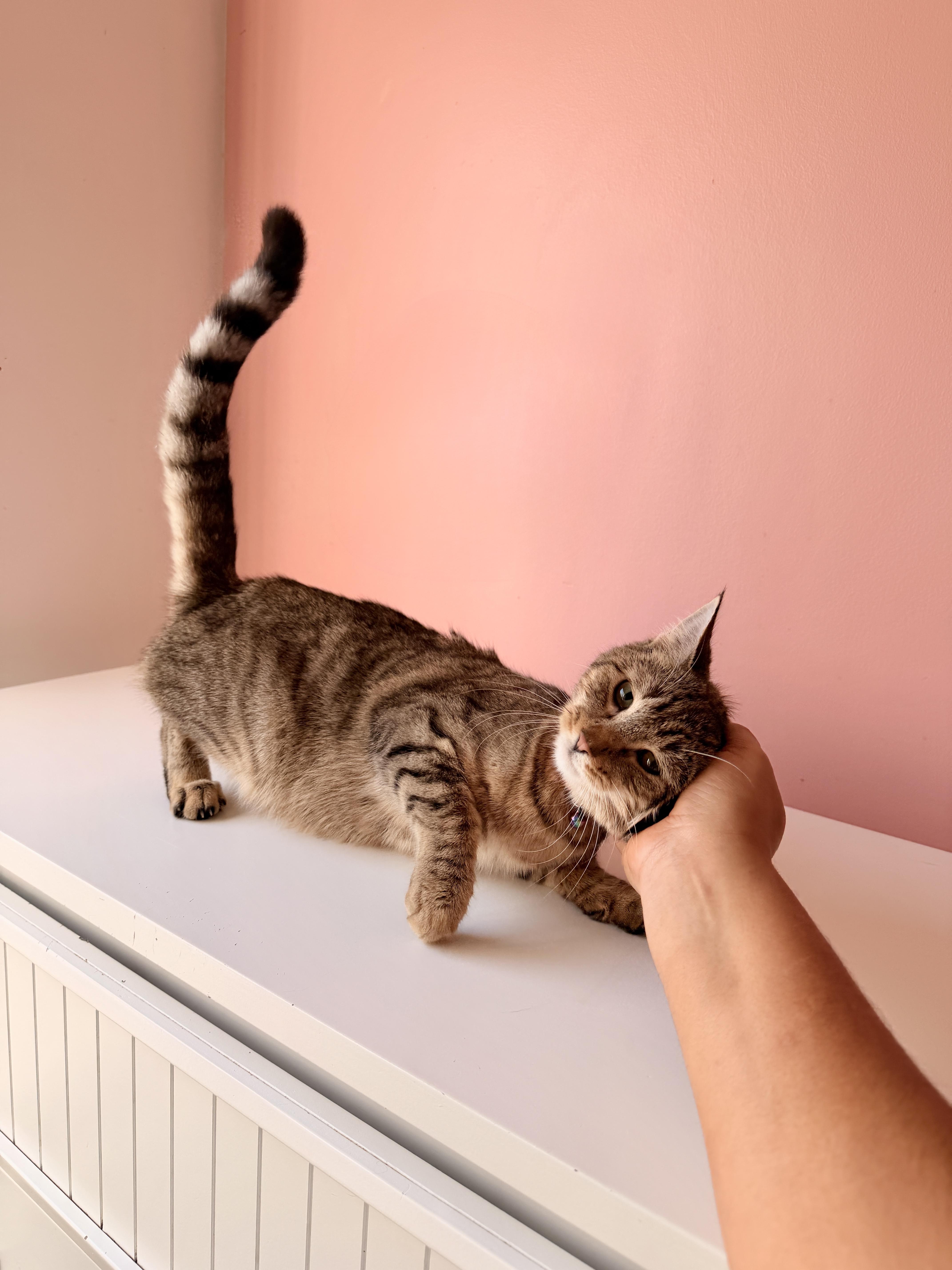 Enlarge TABITHA, a Adoptable Tabby in New York, NY image 2/5