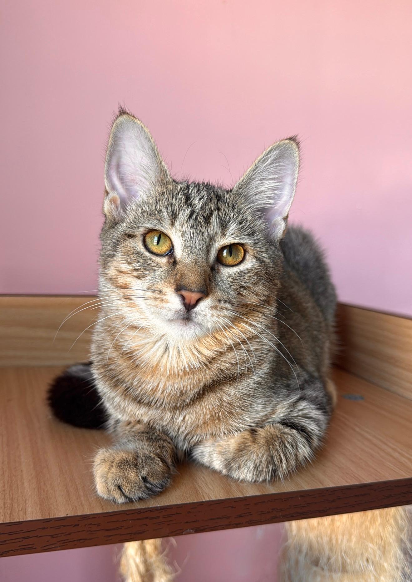 Enlarge TABITHA, a Adoptable Tabby in New York, NY image 4/5