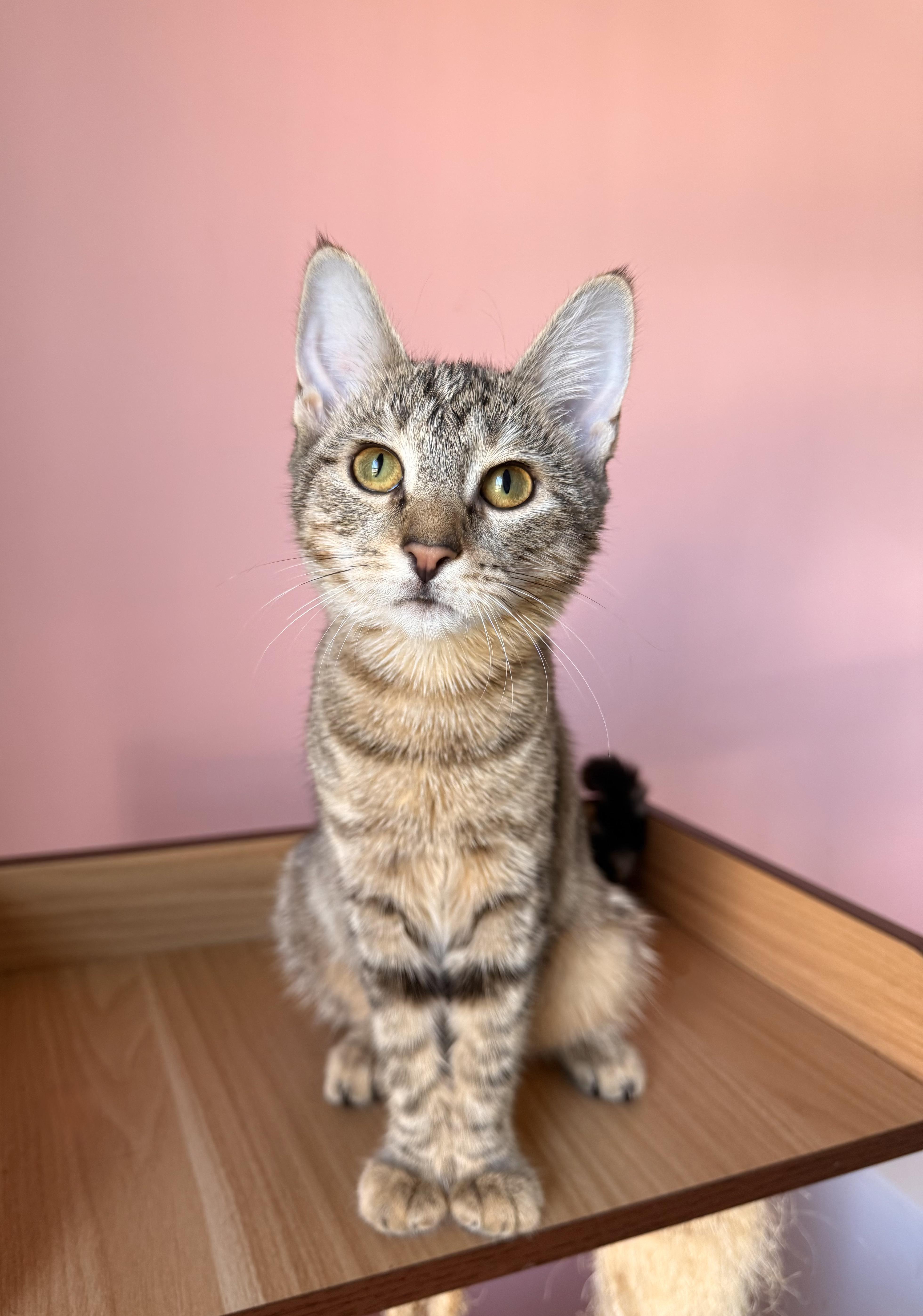 Enlarge TABITHA, a Adoptable Tabby in New York, NY image 5/5