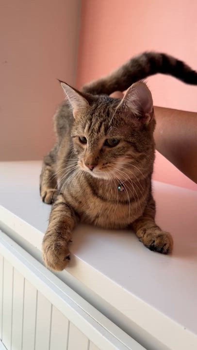 Enlarge TABITHA, a Adoptable Tabby in New York, NY video 3/5