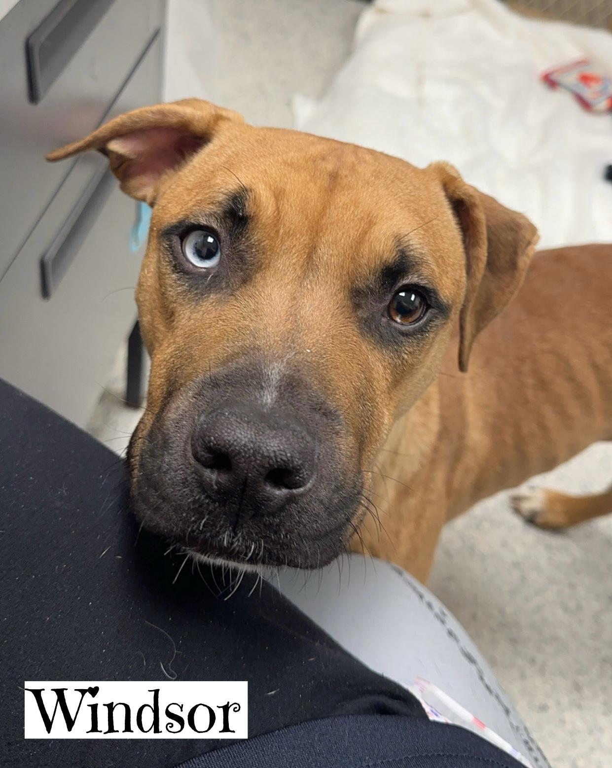 Enlarge Windsor, a Adoptable Black Mouth Cur in Valparaiso, IN image 2/2