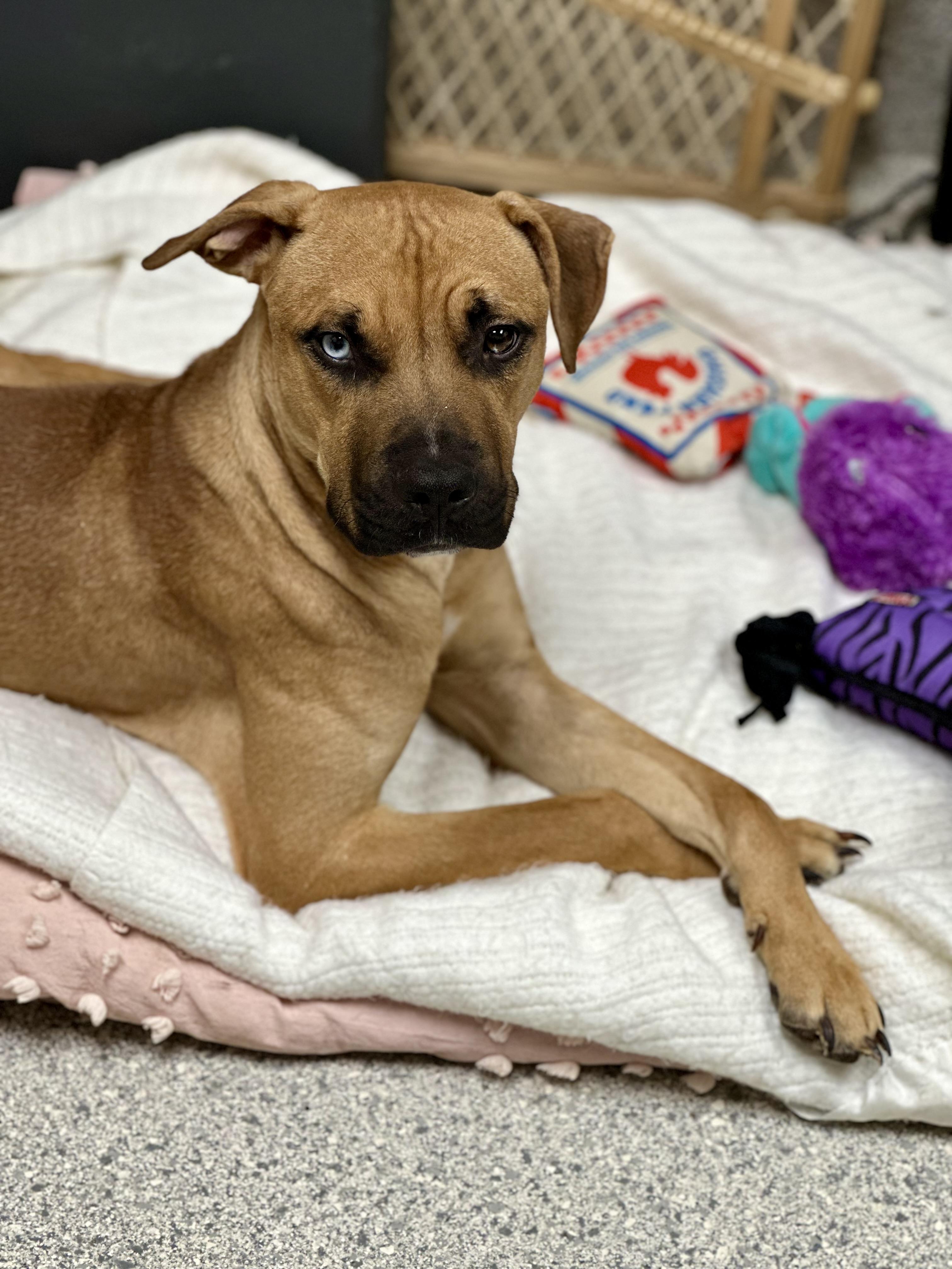 Enlarge Windsor, a Adoptable Black Mouth Cur in Valparaiso, IN image 1/2