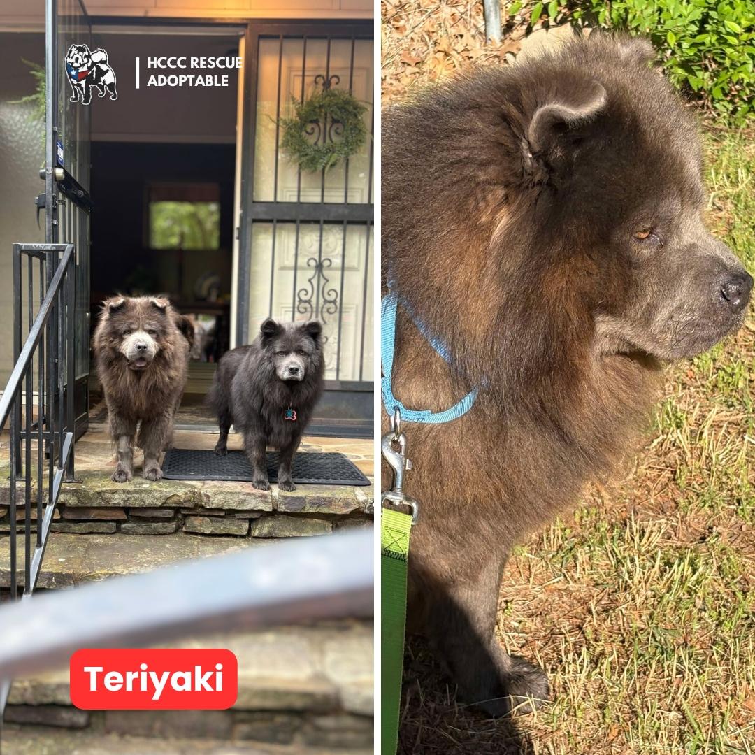Teriyaki, a Adoptable Chow Chow in Houston, TX image 2/3