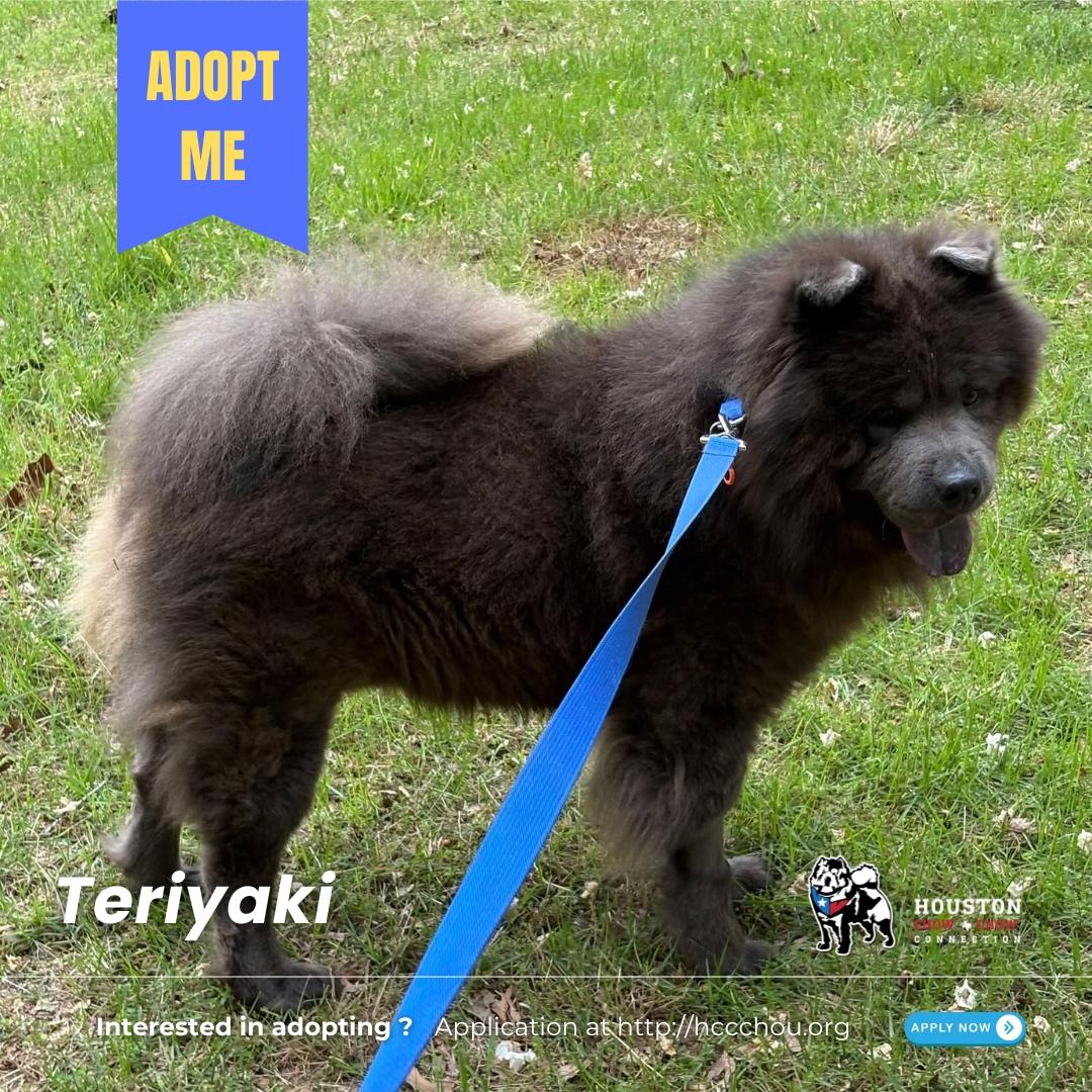 Teriyaki, a Adoptable Chow Chow in Houston, TX image 1/3